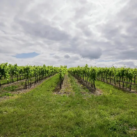 In With Pool And Vineyards, Cleaning Included Segonzac (Charente)