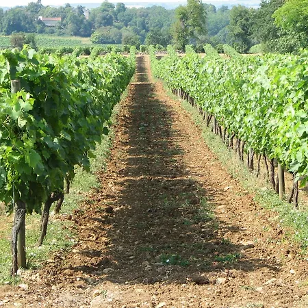 Villa In With Pool And Vineyards, Cleaning Included *
